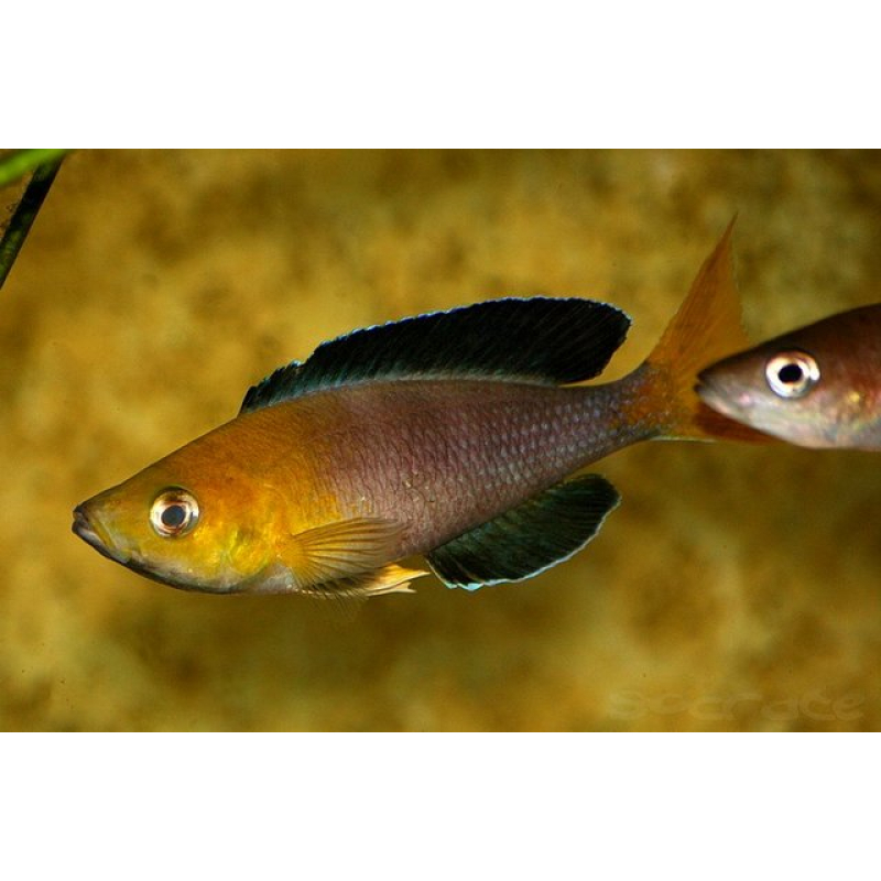 Cyprichromis leptosoma jumbo yellow head 4-5cm
